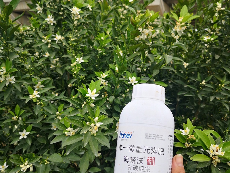 硼肥怎么施效果最好-柑橘用海餐沃硼肥效果