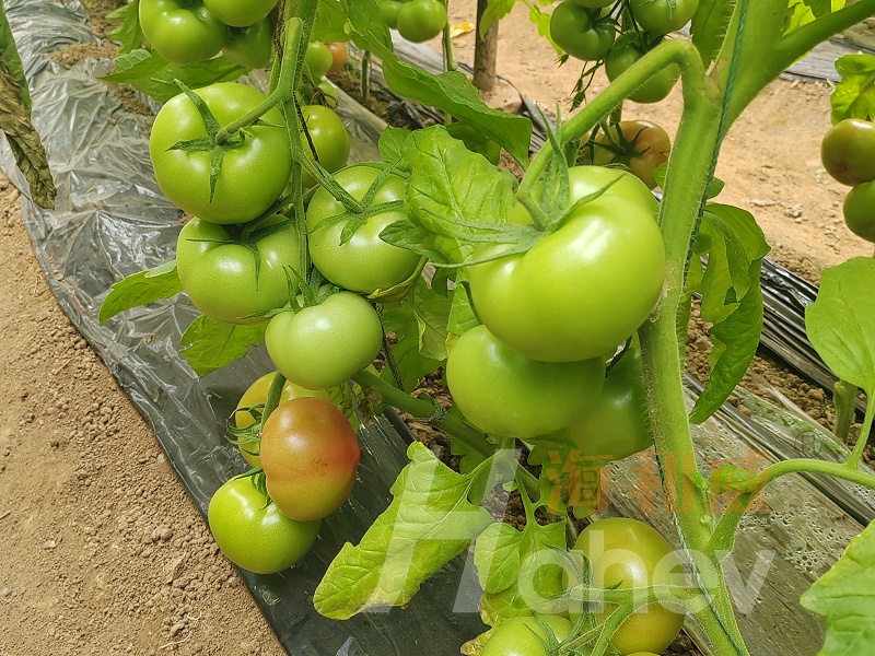 mmexport1742001309451