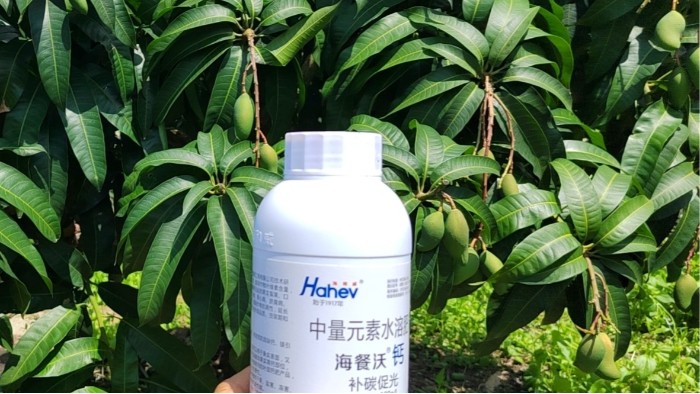 钙肥使用如何避开误区，提升效果？