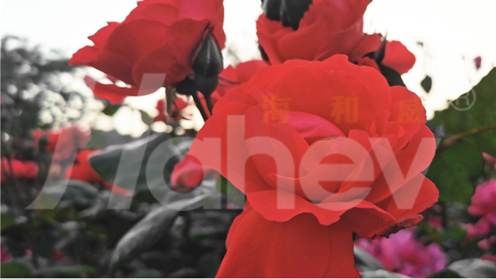 水溶肥品牌-花卉