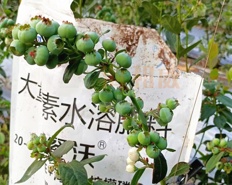 低盐水溶肥-用海和威水溶肥的蓝莓1