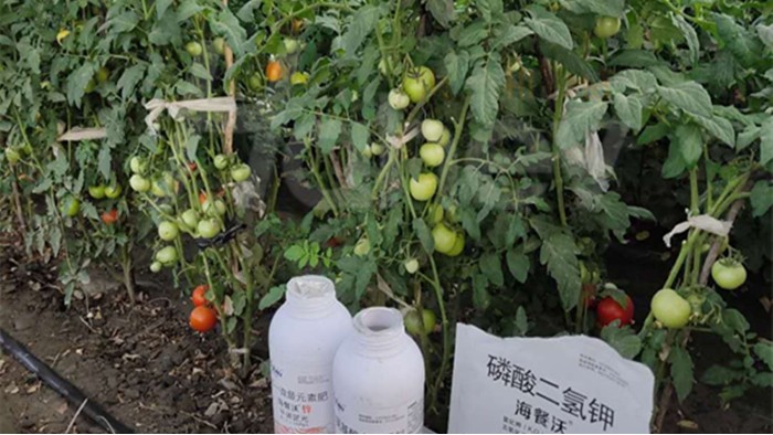 番茄膨果期用什么肥料好