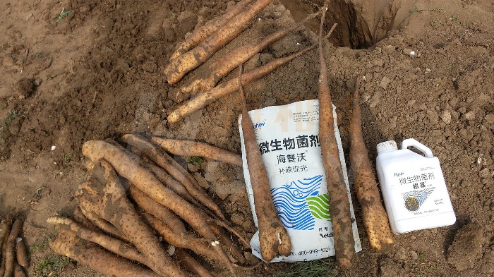 水溶肥品牌-海餐沃山药