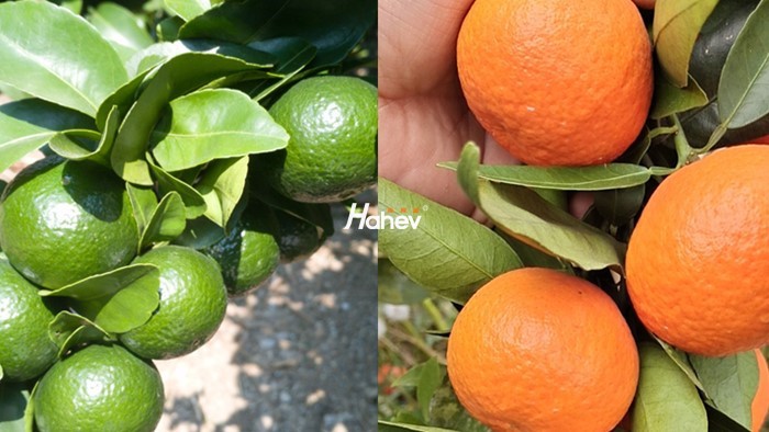 叶面肥哪个厂家好？柑橘用该怎么选择