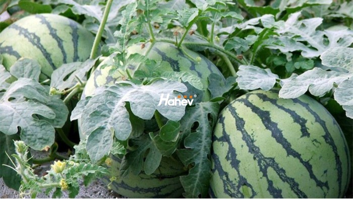 西瓜种植用什么肥料-缩