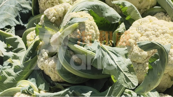 水溶肥品牌-用海和威水溶肥的花菜