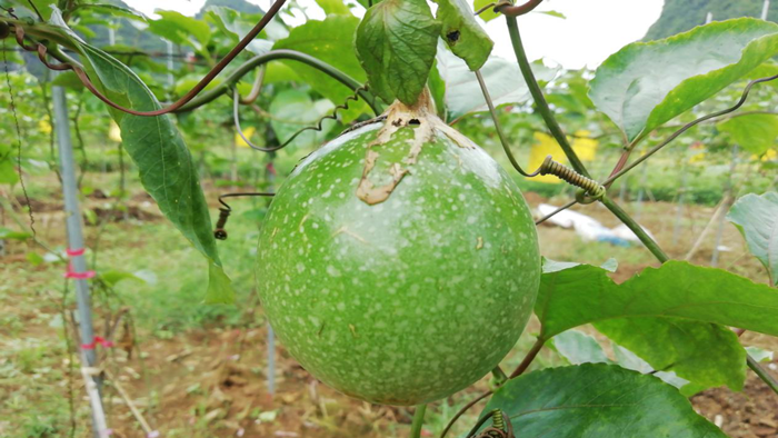 微生物菌剂哪家好？田老板说改良土壤数“它”强