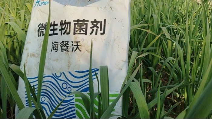 大蒜<i style='color:red'>冲施肥</i>用什么肥料好——底肥