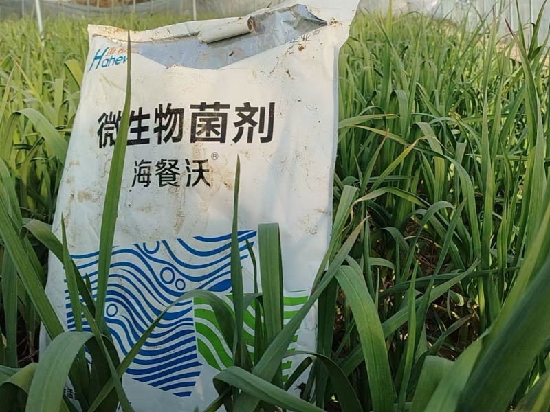 大蒜冲施肥用什么肥料好-大蒜用海餐沃水溶肥效果