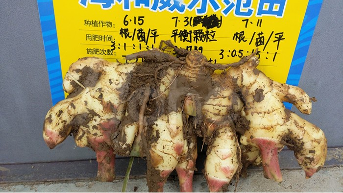 水溶肥厂家哪个好？种植户这样说