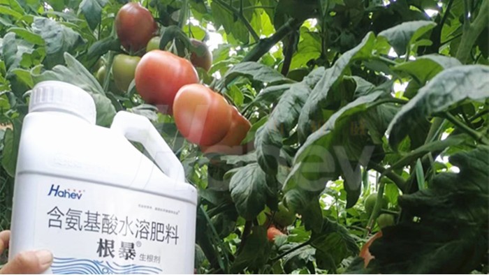 生根壮苗剂哪个品牌好？非海餐沃莫属