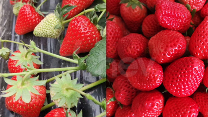 磷酸二氢钾-草莓