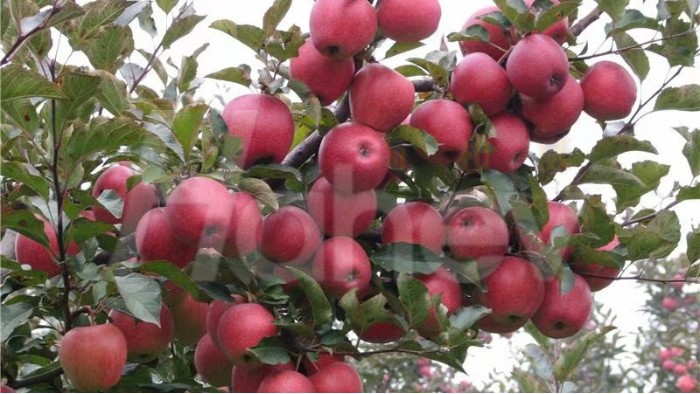 苹果树一年施几次肥?需要注意什么?