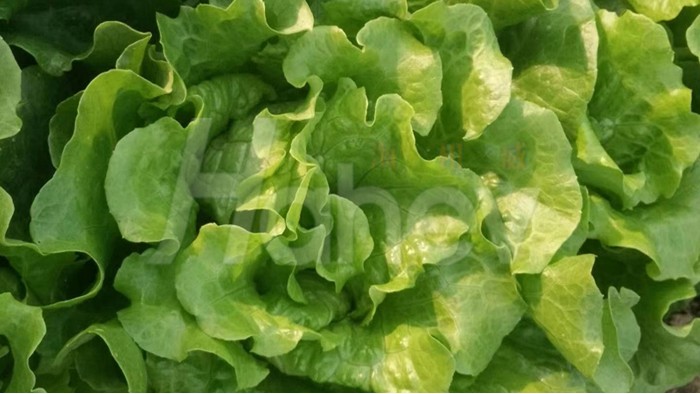 蔬菜使用什么水溶肥长势好？