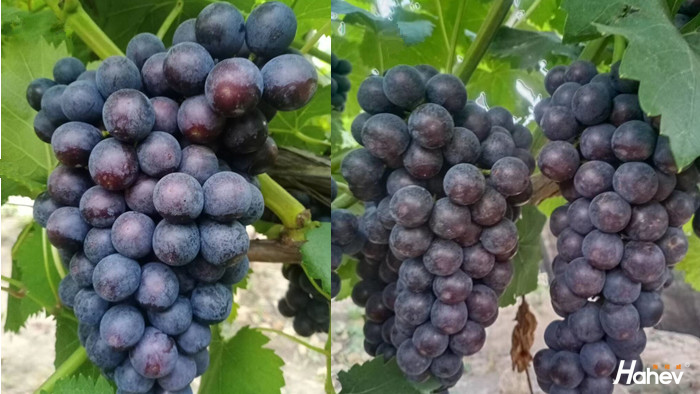 葡萄如何施肥？