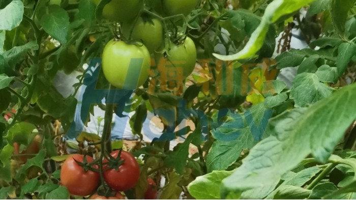 西红柿红了还可以施肥吗？