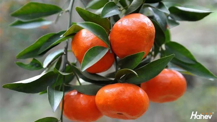 柑橘长得慢应该怎么办？