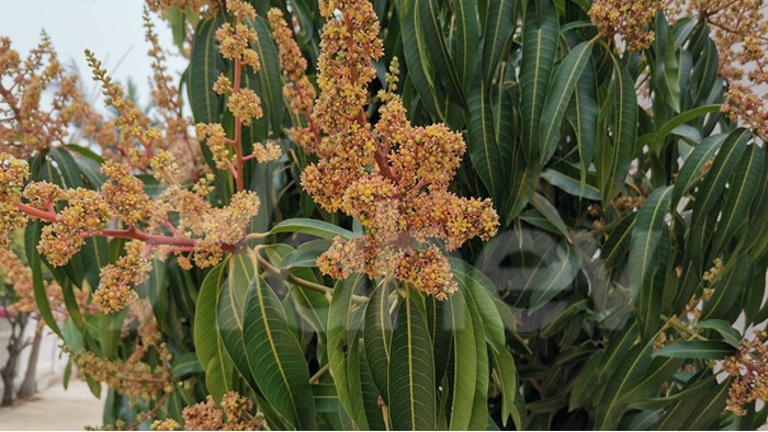 水溶肥经销商-海餐沃芒果