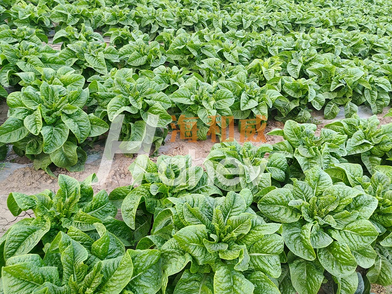 莴笋施肥-用海餐沃微生物菌剂效果