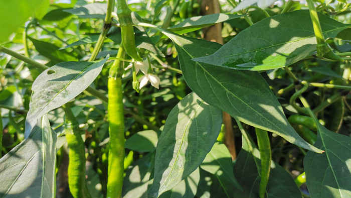 微生物菌剂哪家好？李老板说它是“镇店之宝”