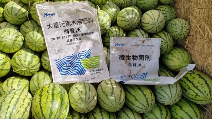 <i style='color:red'>西瓜种植</i>管理要点，新手也能高产