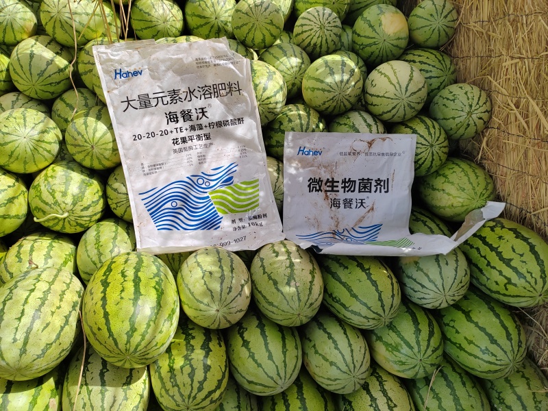 西瓜种植-西瓜用海餐沃水溶肥效果