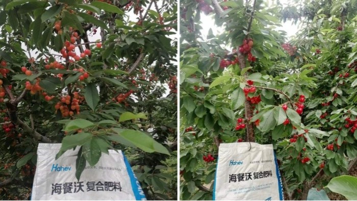 <i style='color:red'>樱桃施肥</i>抓住这4点！年年丰收少不了