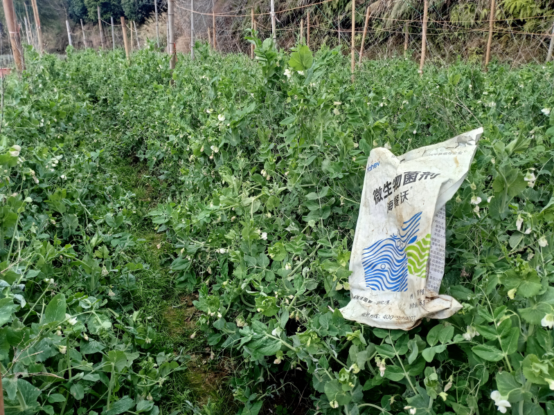 土壤板结-雪豆用海餐沃水溶肥效果