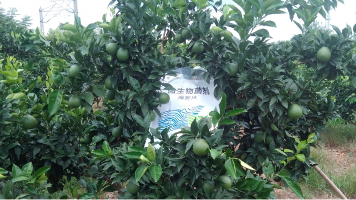 <i style='color:red'>柑橘</i>9月施肥要点，杜绝大小年
