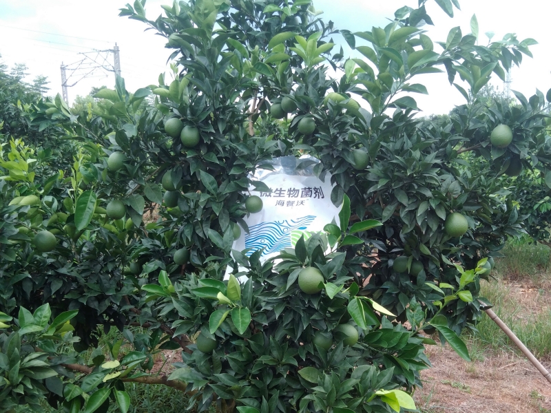 柑橘9月施肥要点-柑橘用海餐沃水溶肥效果