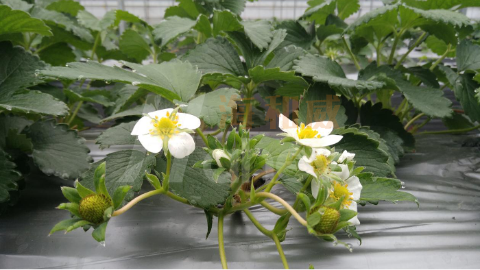 种植草莓不开花不结果的原因有哪些？