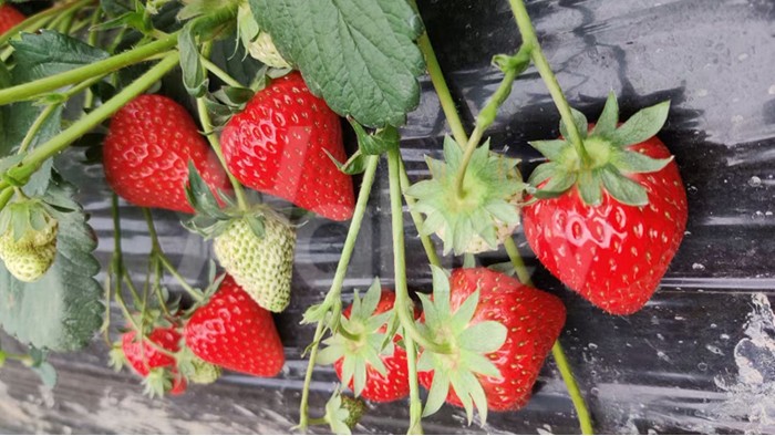 草莓种植用什么肥料好-海餐沃草莓