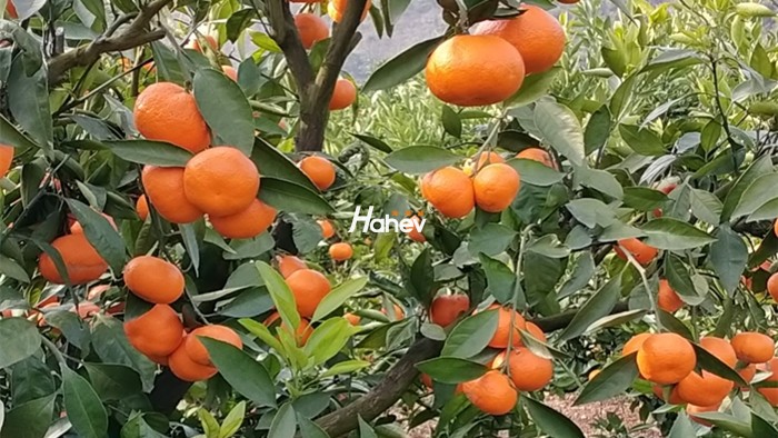 柑橘膨果用什么肥料