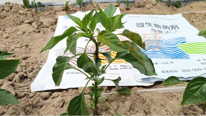 水溶肥品牌哪家强？看完这篇你就懂了