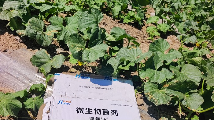 <i style='color:red'>哈密瓜种植</i>：苗期施肥管理