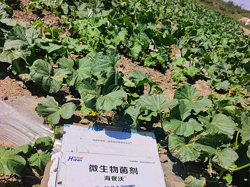 2025.7.18【哈密瓜苗-根暴菌剂】人物梁老板，地点：内蒙古阿拉善，作物：哈密瓜，产品：海餐沃菌剂+根暴+腐植酸，效果 梁老板连续三年全程使用海餐沃产低盐品，叶片油绿有劲，根系发达，无病害，梁老板对低盐海餐沃很满意！ (3)