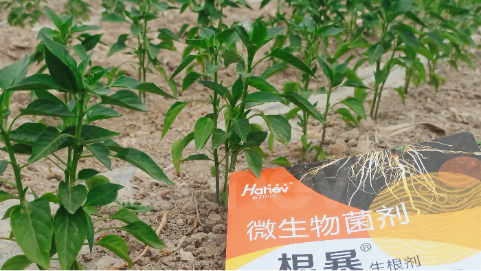 微生物菌剂价格，郝经理推荐海餐沃