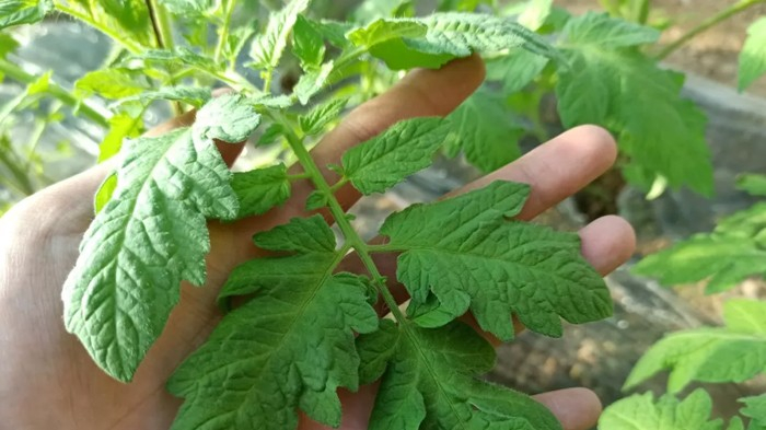 西红柿使用海餐沃生根剂效果