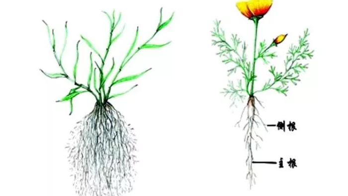 根是肥的嘴，海和威告诉你学会这几招！根系发达，白根多，产量高