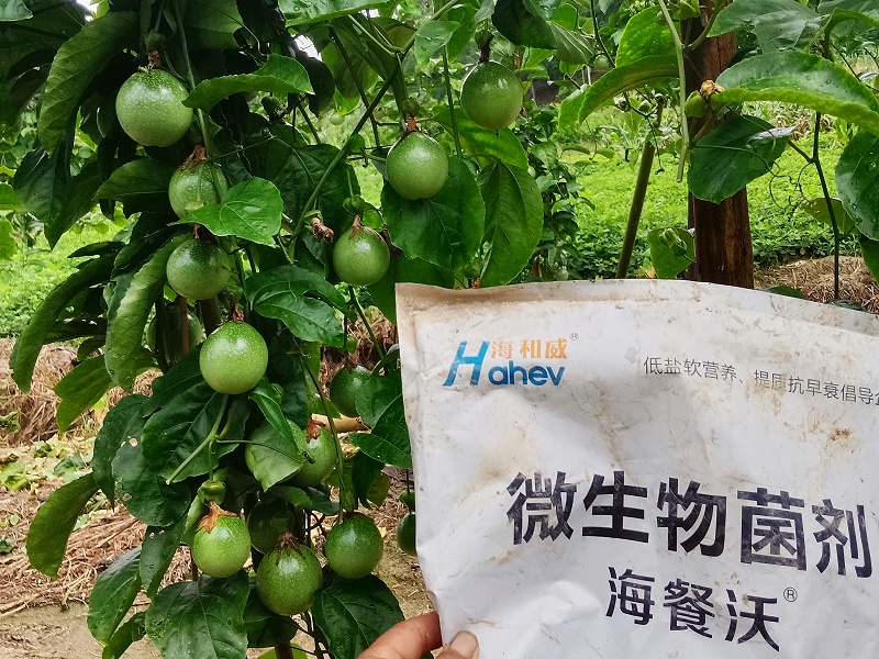 疏松土壤用什么肥料-百香果用海餐沃微生物菌剂效果