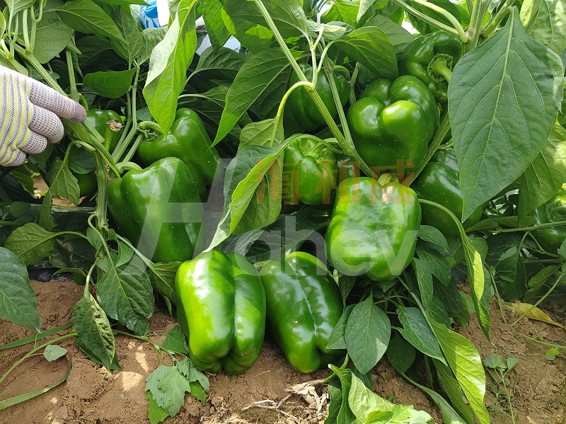 种辣椒施什么肥料好-辣椒用海餐沃水溶肥效果