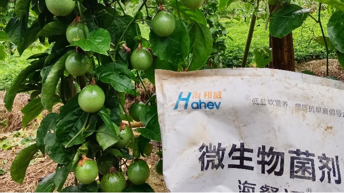 <i style='color:red'>疏松土壤用什么肥料</i>