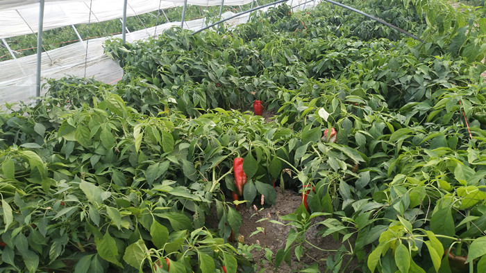 水溶肥哪家好，张大哥来给您试效果