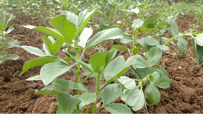 水溶肥哪家靠谱？无数种植户认准海和威