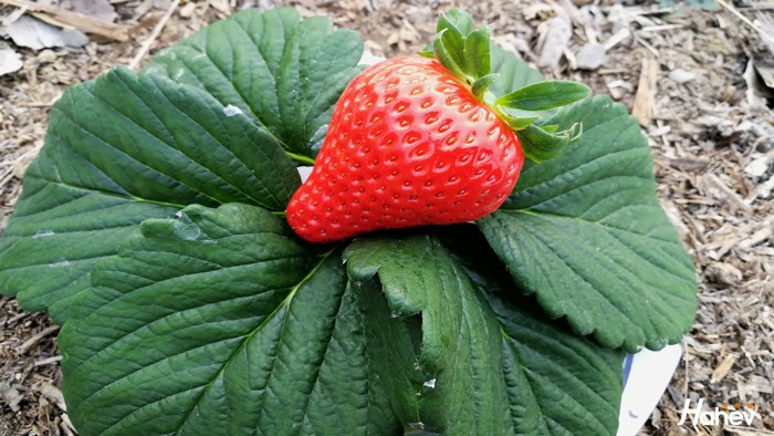 草莓施肥的误区