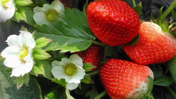 草莓定植施什么肥料好