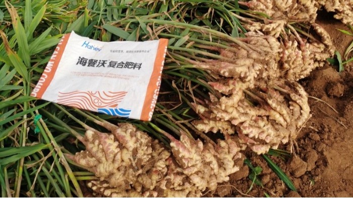 施什么肥让大姜粗壮？