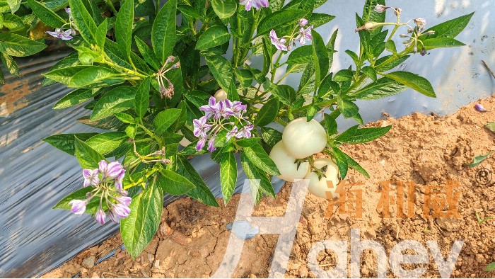 土壤改良做对，作物高产事半功倍