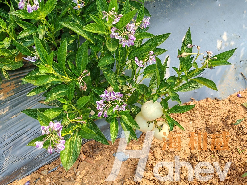 土壤改良-人参果用海餐沃消茬护根365效果