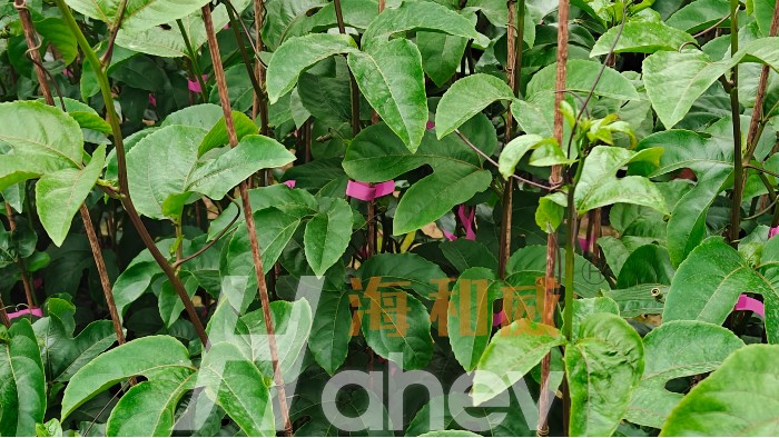 百香果施肥：促花管理技术要点